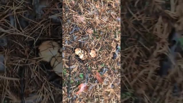 Туся смотреть онлайн