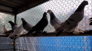 Сельские голуби. Моздок село Комарова.Голуби  Геннадия, 8 928 484 67 93.