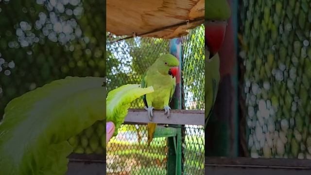 Экзотические жители в отеле Le Meridian 🦜 ОАЭ 🇦🇪 #путешествие #попугай #отдых #природа