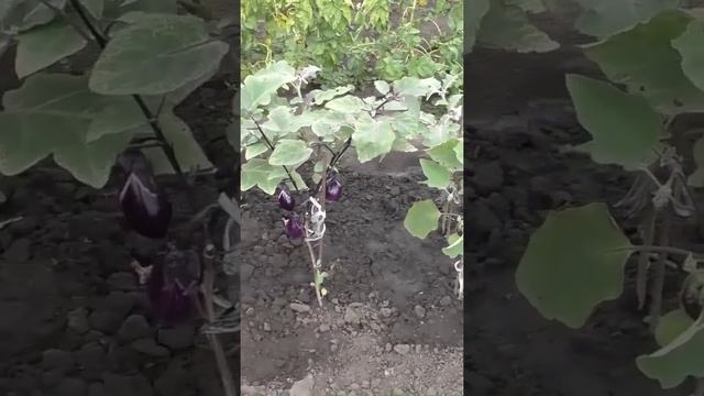 Как зависит срок посева баклажанов на рассаду от степени освещенности