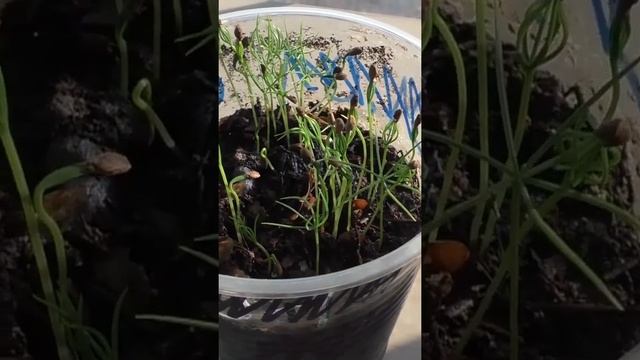 Уход за рассадой елок