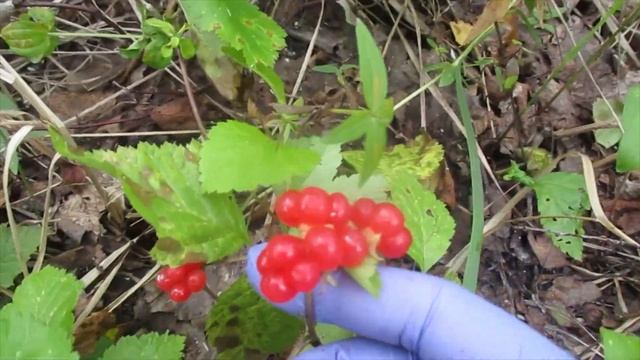 Костяника #сборягоды #лес #видео #красная #поездкавлес