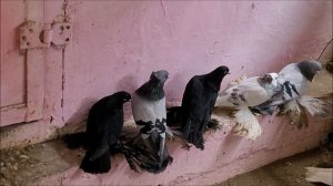 Сельские голуби. 26 02 2022 года, Будённовские голуби, дяди Пети .