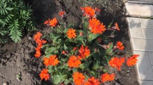 Как красиво цветет многолетний цветок лихнис (горицвет, зорька).