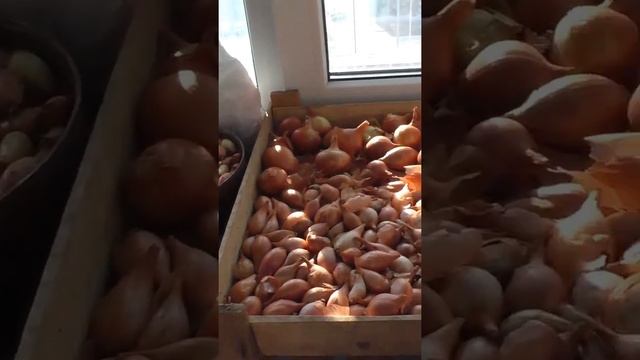 Купил лук севок Кармен