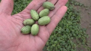 Мелотрия КОЛИБРИ активно плодоносит в открытом грунте, 19 августа.