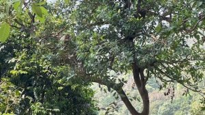 Почему ГОА 1