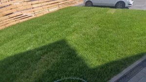 Газон после укладки 10 дней (Таунхаусы, р-н Обороны Тюмень)