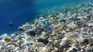 Подводный мир красного моря