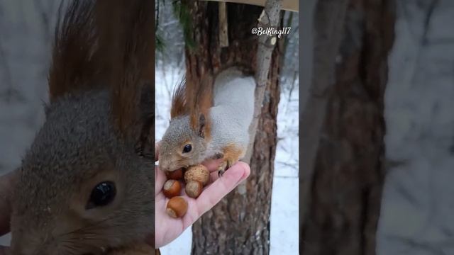 Быстрый орех для белки️