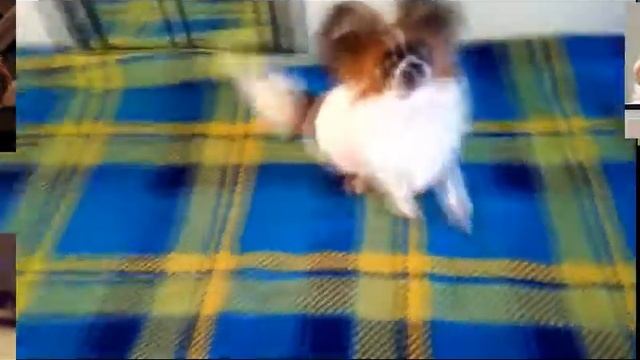 Топ 10 собак смотреть онлайн