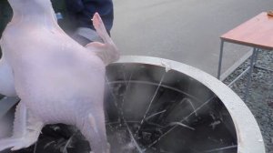 Перосъемных машинах Несушка, ощипывание птицы