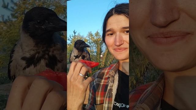 Даже ворона любит арбузы))