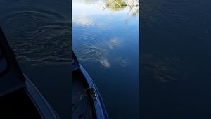 Рыбалка на Дунае