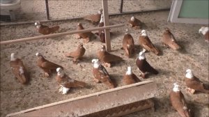 Сельские голуби. 31 03 2022 года. В гостях  у Сергея, благодарненские голуби, село Казгулак.