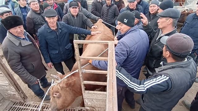 Шымбай Мал Базар/05-Март/2023/Сауда Зор/Шымбай Мал Базар 2023/Скотный Рынок/Shimbay mal bazar 2023/