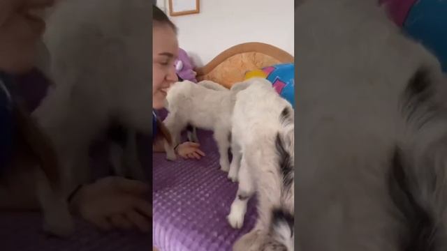 Козлята в хате