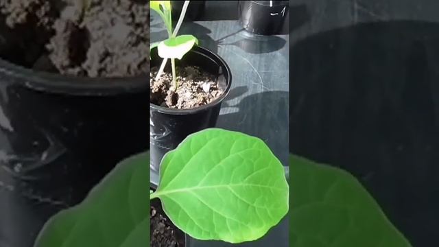 Как рыхлю рассаду баклажанов
