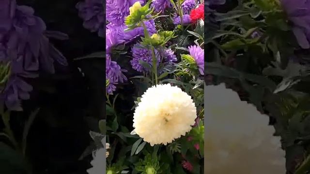 Цветы на моем огороде 5