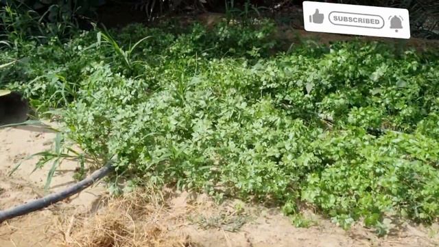 Saudi Arabia Main bhi Sabzi Ungati Hoon | Our Vagetable Garden | Tomatoes Palak Dhaniya #vlog