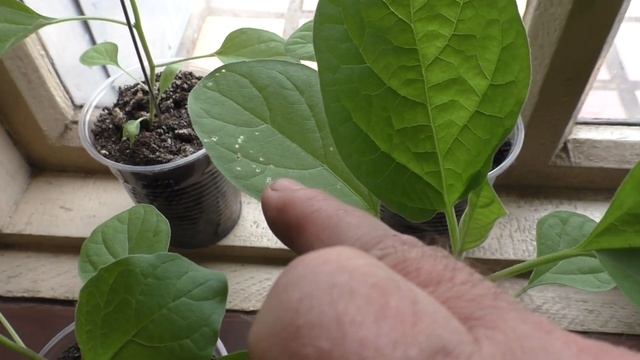Моей рассаде баклажанов два месяца