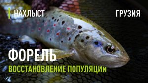 Восстановление ЧЕРНОМОРСКОЙ и КАСПИЙСКОЙ кумжи в реках ГРУЗИИ. Ловля форели в малой реке.