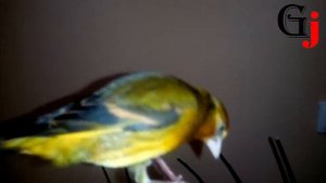 Гибрид: Щегол+Канарейка / Hybrid: Goldfinch + Canary