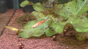 Гуппи Эндлера - такие бывают