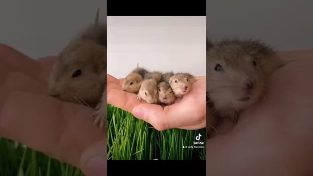 Пеструшки ♥️🐾 #пеструшка #милыевидео #грызуны #милыеживотные