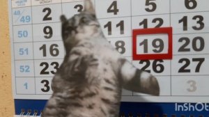 кошка не хочет в школу!
