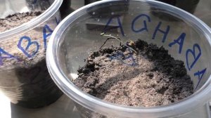 Лаванда из семян начала всходить через шестнадцать дней после посева