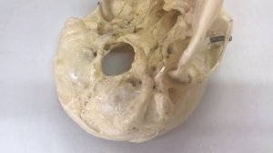 Затылочная кость. Видеоуроки по анатомии