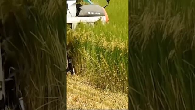 #paddy #rice Rice Harvesting Technology Amazing Rice Agriculture Technology in Modern Rice Farming смотреть онлайн
