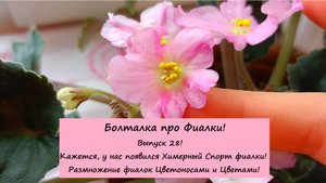 Болталка про Фиалки! Выпуск 28: Кажется, у нас появился Химерный Спорт! Размножение Цветоносами!