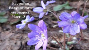 Краеведческий понедельник  — Растения Валуевского лесопарка. Часть 3