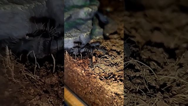 Мой новый питомец:Джесс. Это "Брахипельма Альбопилосум"(Вид пауков) #экзотическийпитомец #пауки