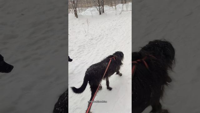 Брюлик, С Первым Снегом Тебя!