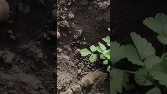 Высадка рассады дюшенеи в открытый грунт