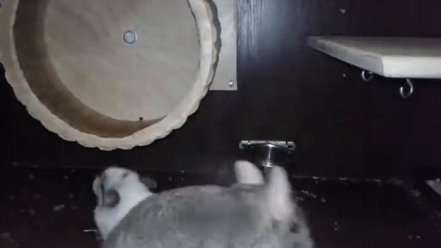 Колесо для шиншиллы