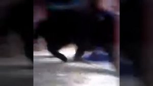 Мотя пукнула