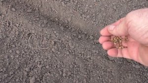 Весенний посев мангольда