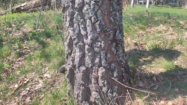 Валка березы на склоне: эффективный процесс с использованием бензопилы Stihl MS 361