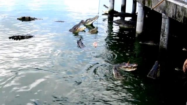 Кормление крокодилов Паттайя crocodile feeding