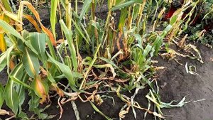 Как убираю и использую стебли и корни кукурузы после сбора урожая