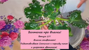 Болталка про Фиалки! Выпуск 27: Фиалка отцветает! Подготавливаем к периоду покоя, укореням цветоносы
