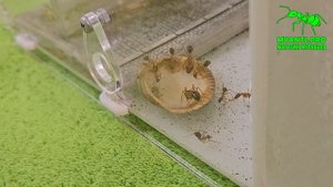 Проживание муравьев вида Camponotus arrogans (Аррогансы) в новый вертикальный формикарий Башня