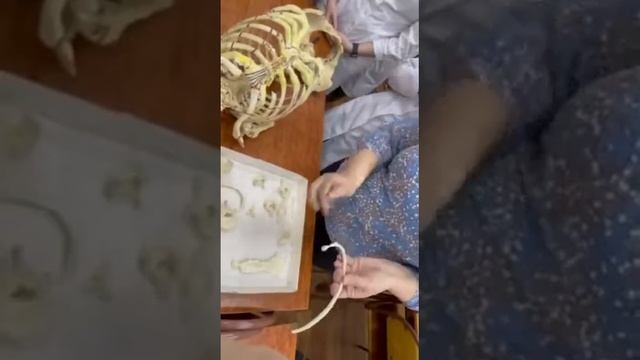 Позвоночный столб и грудная клетка #анатомия