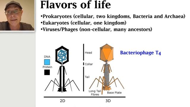 GLGY493 Biogeochemical element cycles and metagenomics смотреть онлайн