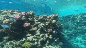 Дайвинг с яхты Шарм Эль Шейх, остров Тиран, декабрь 2024