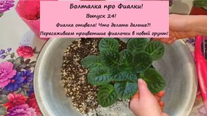 Болталка про Фиалки! Выпуск 24: Фиалка отцвела! Что делать дальше? Пересаживаем процветшие фиалочки!